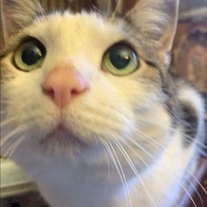 Meet your Posher, Sarah cate